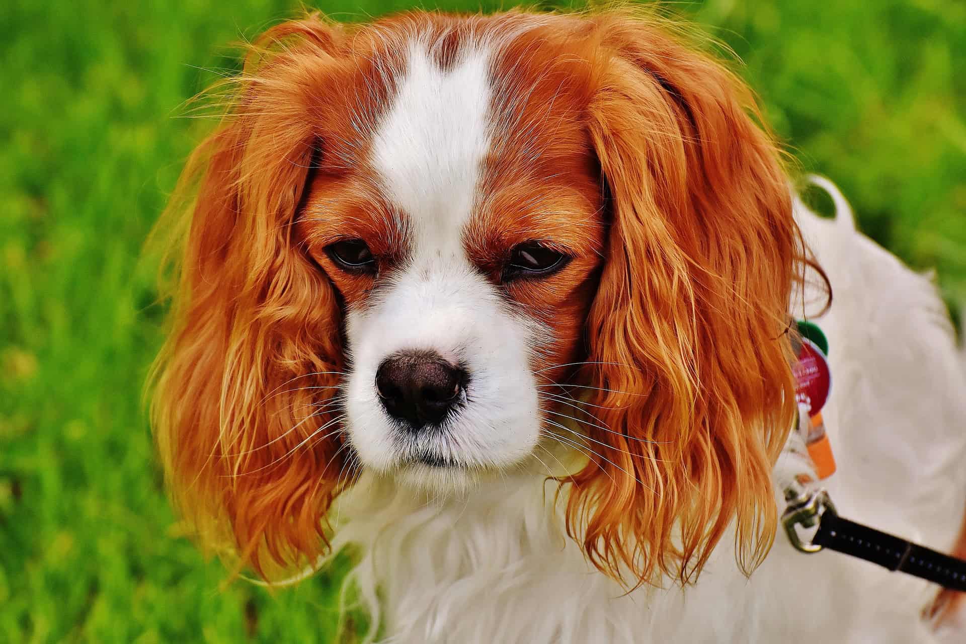 beste hundesalons in wien