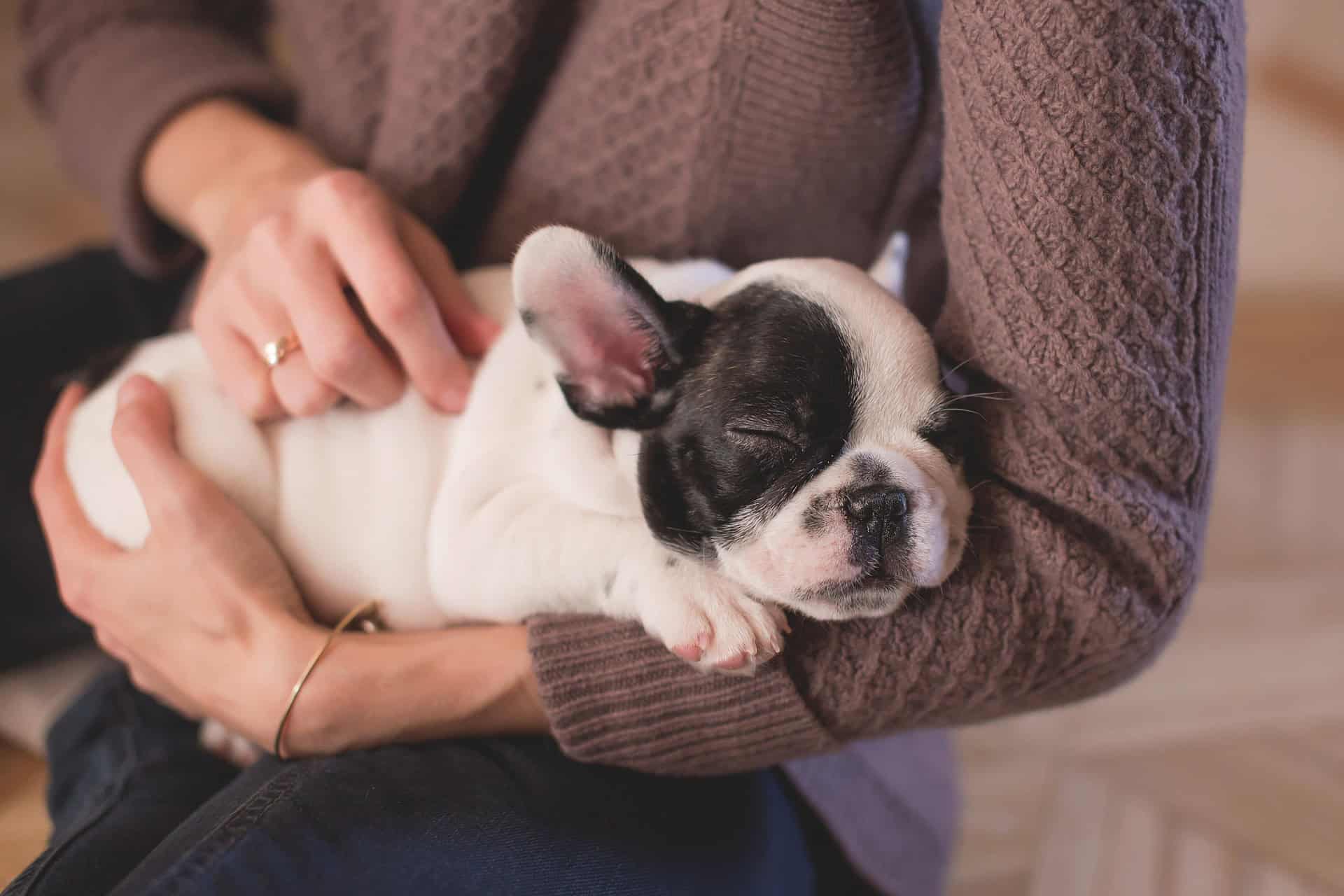 mit dem Hund nach Wien ziehen