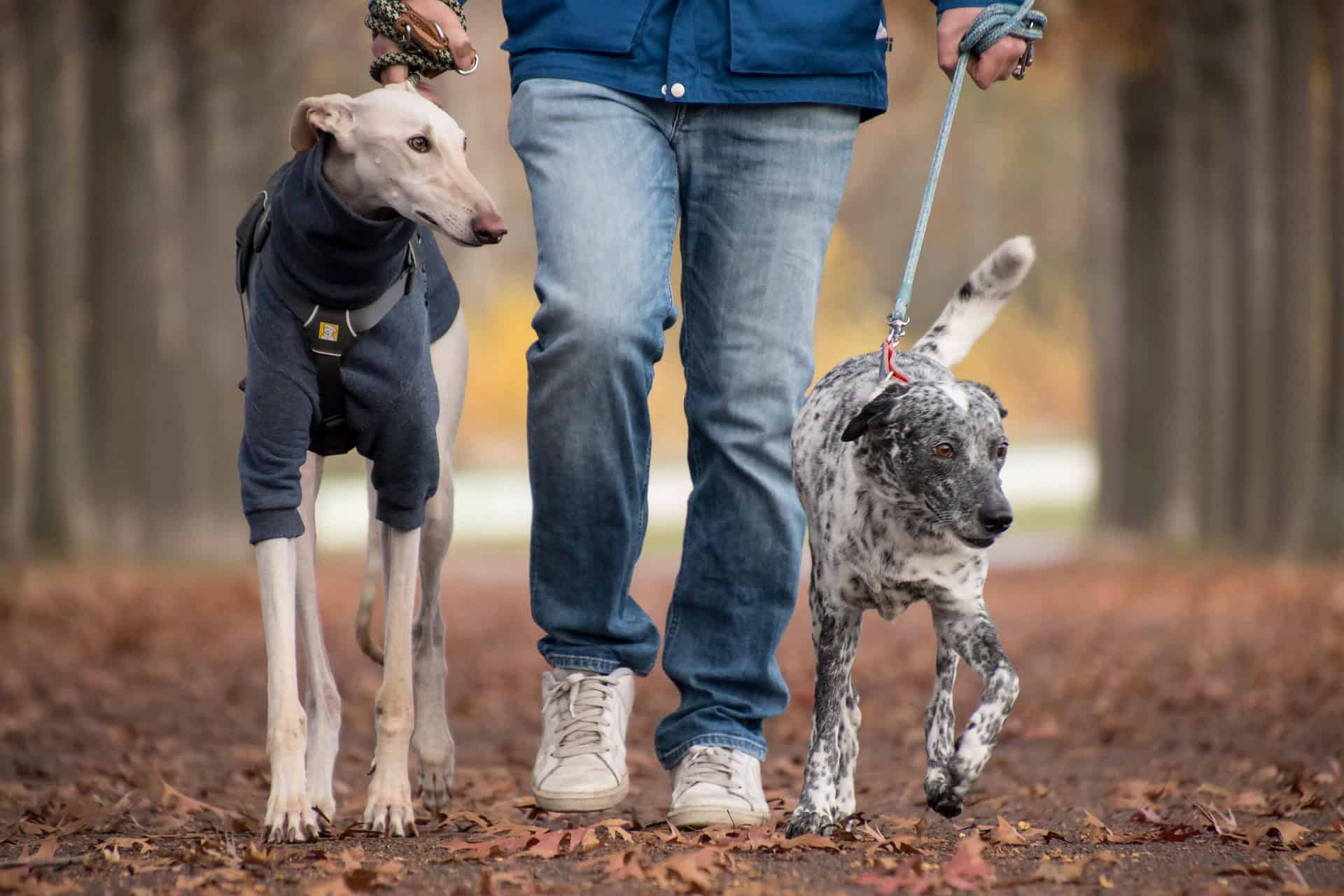 services für junge hundebesitzer