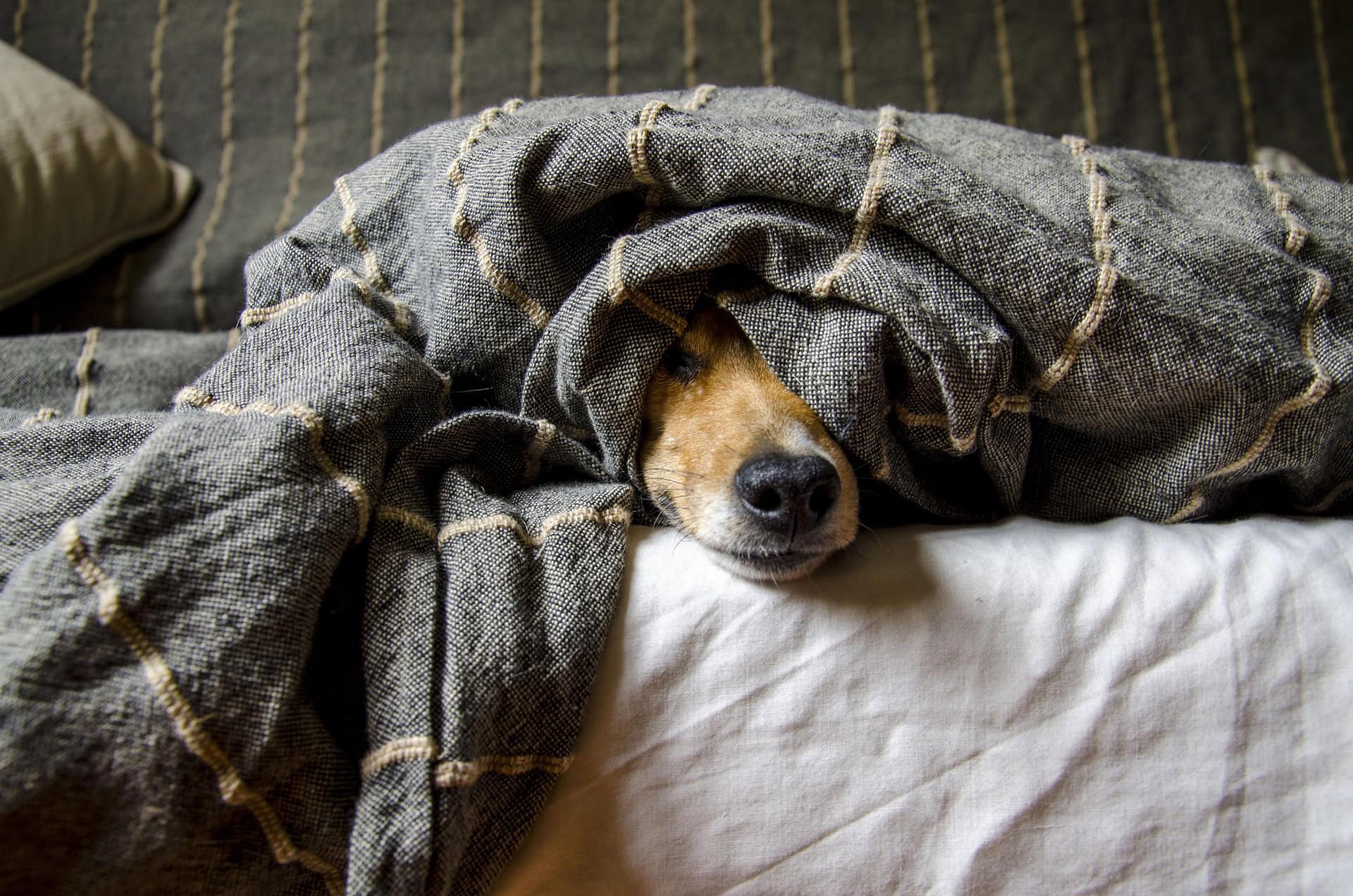 wohnung für hundebesitzer in wien