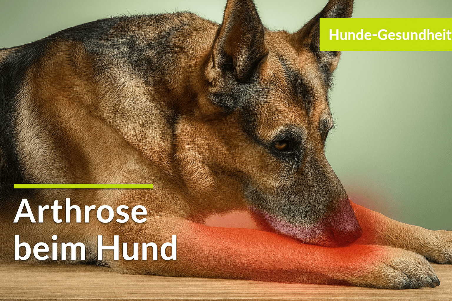 Hund mit Arthrose-Symptomen an den Gelenken.