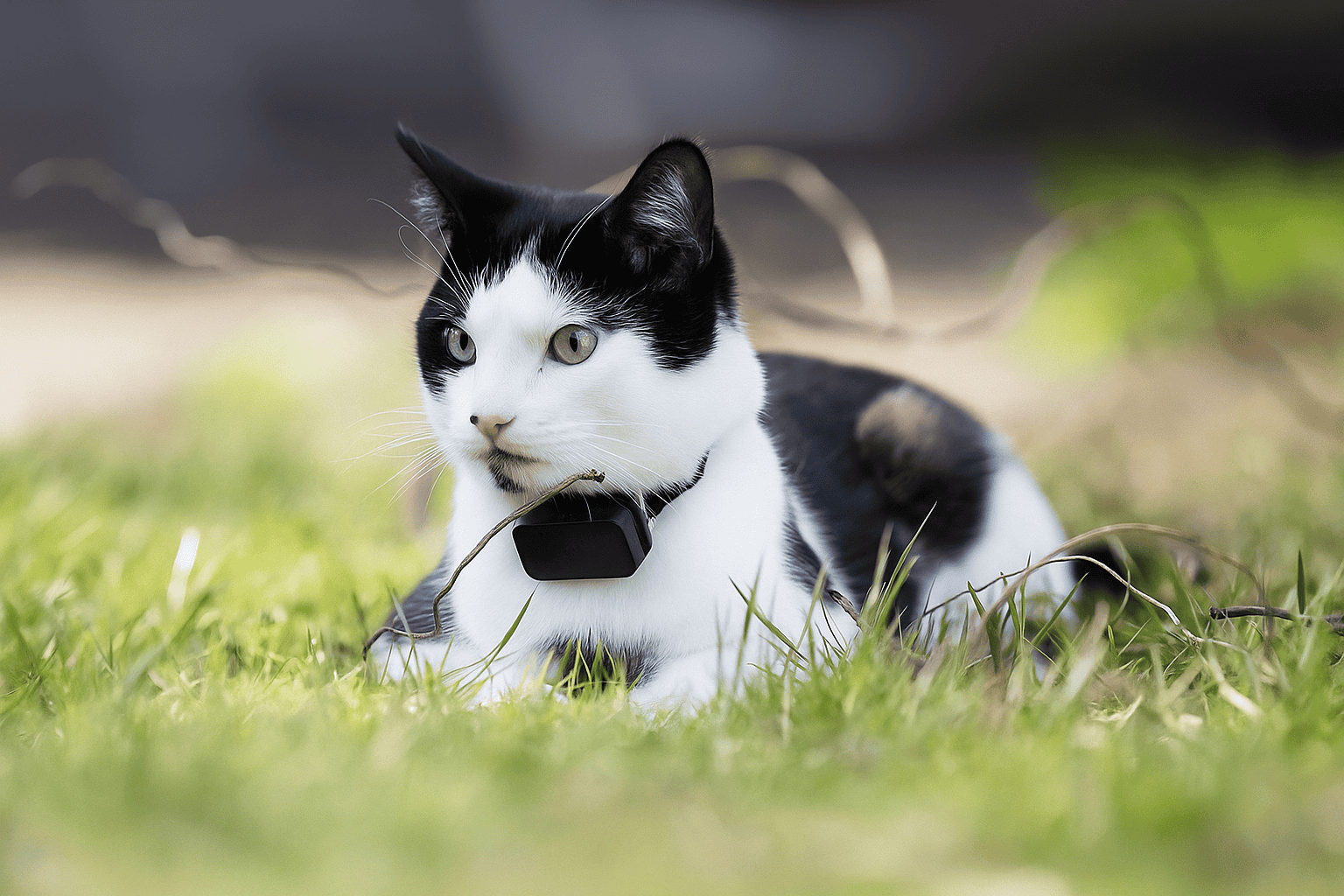 Katze mit einem GPS-Tracker am Halsband liegt im Gras