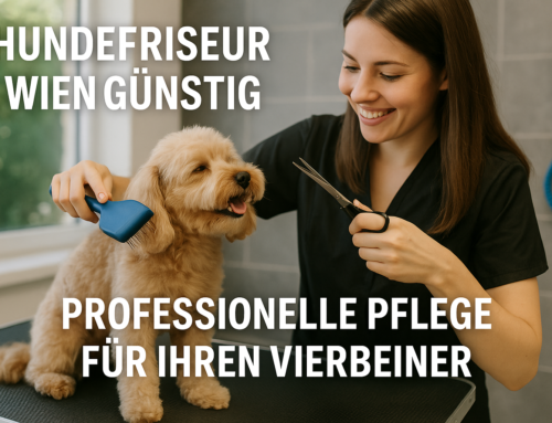 Hundefriseur Wien günstig: Professionelle Pflege für Ihren Vierbeiner ohne hohe Kosten