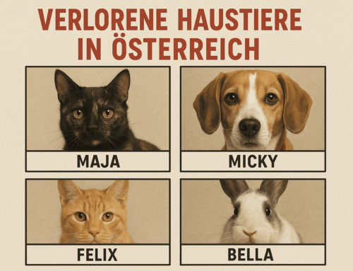 Trendanalyse: Verlorene Haustiere in Österreich (2020–2024)