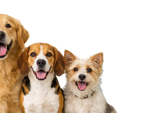 Hundenamen männlich 2026: Wie wählt man den perfekten Namen aus?