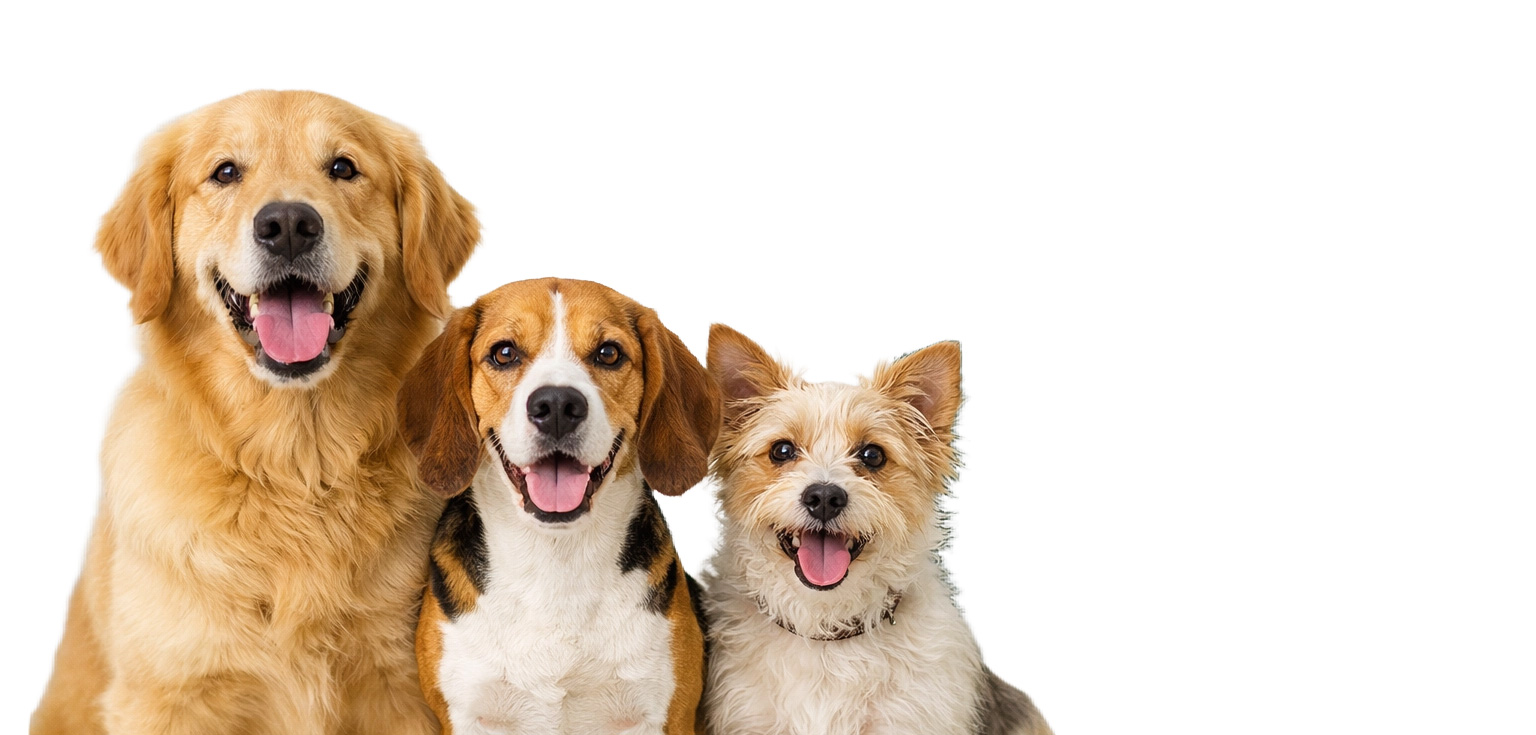 Hundenamen männlich